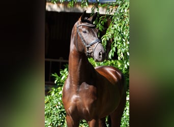 Hannover, Castrone, 4 Anni, 169 cm, Morello