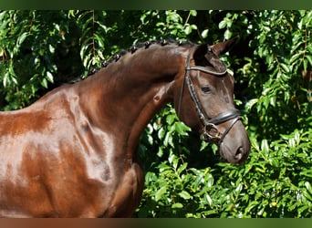 Hannover, Castrone, 4 Anni, 169 cm, Morello