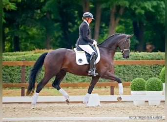 Hannover, Castrone, 4 Anni, 169 cm, Morello