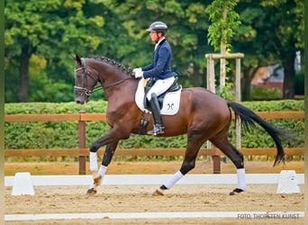 Hannover, Castrone, 4 Anni, 169 cm, Morello