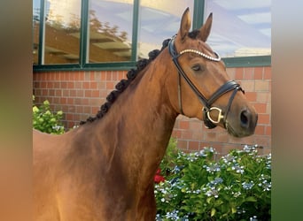 Hannover, Castrone, 4 Anni, 170 cm, Baio