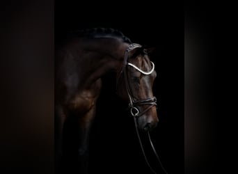 Hannover, Castrone, 4 Anni, 170 cm, Baio