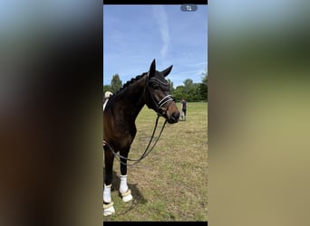 Hannover, Castrone, 4 Anni, 170 cm, Baio