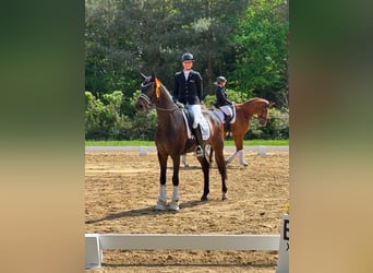 Hannover, Castrone, 4 Anni, 170 cm, Baio