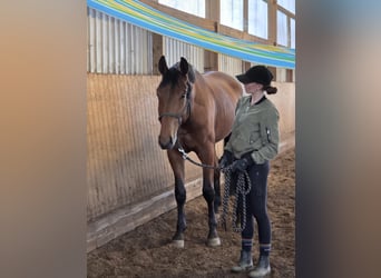 Hannover, Castrone, 4 Anni, 170 cm, Baio