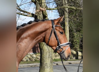 Hannover, Castrone, 4 Anni, 170 cm, Baio