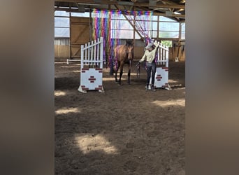 Hannover, Castrone, 4 Anni, 170 cm, Baio