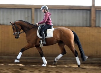 Hannover, Castrone, 4 Anni, 170 cm, Baio