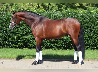 Hannover, Castrone, 4 Anni, 170 cm, Baio