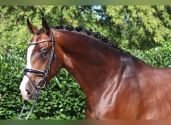 Hannover, Castrone, 4 Anni, 170 cm, Baio
