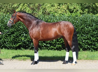 Hannover, Castrone, 4 Anni, 170 cm, Baio
