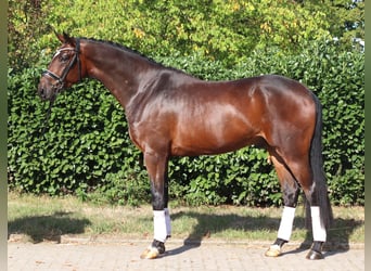 Hannover, Castrone, 4 Anni, 170 cm, Baio