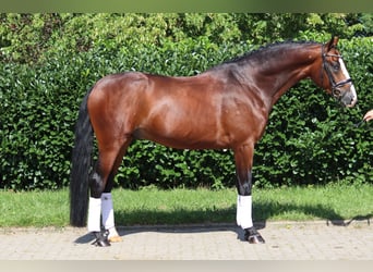 Hannover, Castrone, 4 Anni, 170 cm, Baio