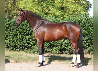 Hannover, Castrone, 4 Anni, 170 cm, Baio