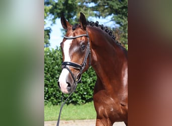 Hannover, Castrone, 4 Anni, 170 cm, Baio