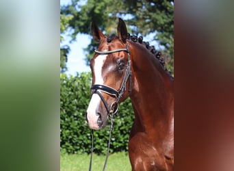 Hannover, Castrone, 4 Anni, 170 cm, Baio