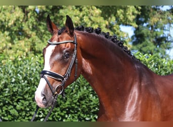 Hannover, Castrone, 4 Anni, 170 cm, Baio