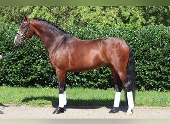 Hannover, Castrone, 4 Anni, 170 cm, Baio