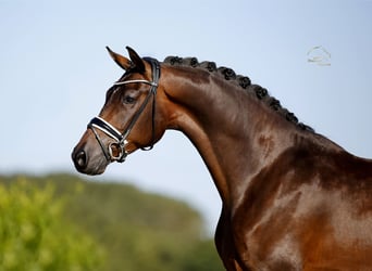 Hannover, Castrone, 4 Anni, 170 cm, Baio