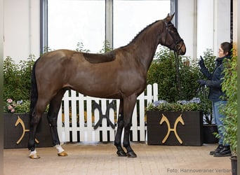 Hannover, Castrone, 4 Anni, 170 cm, Baio