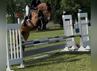 Hannover, Castrone, 4 Anni, 170 cm, Baio