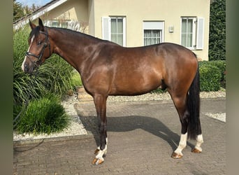Hannover, Castrone, 4 Anni, 170 cm, Baio