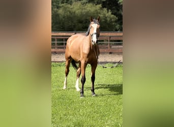 Hannover, Castrone, 4 Anni, 170 cm, Baio