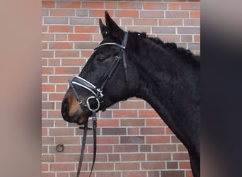 Hannover, Castrone, 4 Anni, 170 cm, Baio nero