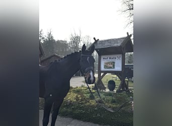 Hannover, Castrone, 4 Anni, 170 cm, Baio scuro