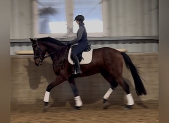 Hannover, Castrone, 4 Anni, 170 cm, Baio scuro