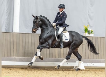 Hannover, Castrone, 4 Anni, 170 cm, Baio scuro