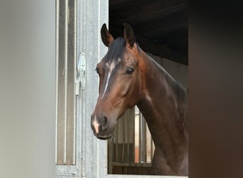 Hannover, Castrone, 4 Anni, 170 cm, Baio scuro