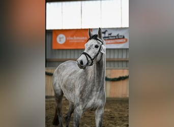 Hannover, Castrone, 4 Anni, 170 cm, Grigio