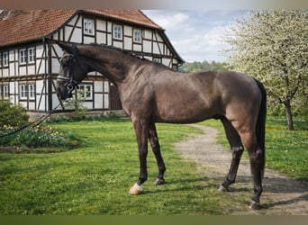 Hannover, Castrone, 4 Anni, 170 cm, Morello