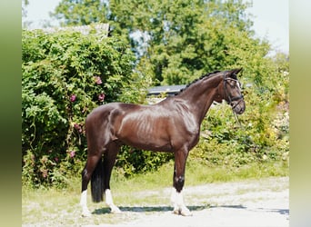 Hannover, Castrone, 4 Anni, 170 cm, Morello