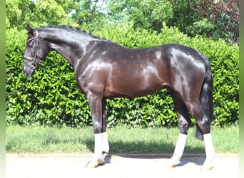 Hannover, Castrone, 4 Anni, 170 cm, Morello
