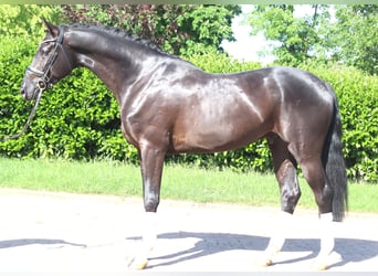 Hannover, Castrone, 4 Anni, 170 cm, Morello