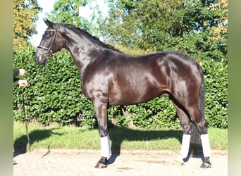 Hannover, Castrone, 4 Anni, 170 cm, Morello
