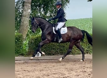 Hannover, Castrone, 4 Anni, 170 cm, Morello