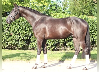 Hannover, Castrone, 4 Anni, 170 cm, Morello