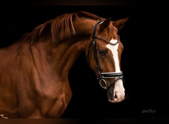 Hannover, Castrone, 4 Anni, 170 cm, Sauro