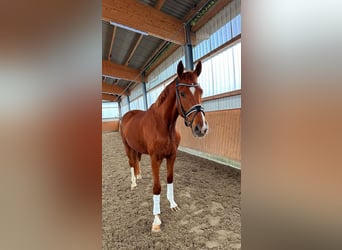 Hannover, Castrone, 4 Anni, 170 cm, Sauro