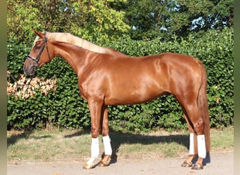 Hannover, Castrone, 4 Anni, 170 cm, Sauro