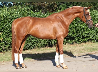 Hannover, Castrone, 4 Anni, 170 cm, Sauro
