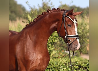 Hannover, Castrone, 4 Anni, 170 cm, Sauro