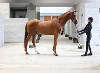 Hannover, Castrone, 4 Anni, 170 cm, Sauro scuro