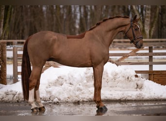 Hannover, Castrone, 4 Anni, 170 cm, Sauro scuro