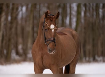 Hannover, Castrone, 4 Anni, 170 cm, Sauro scuro