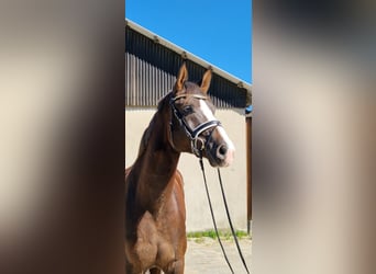 Hannover, Castrone, 4 Anni, 170 cm, Sauro scuro