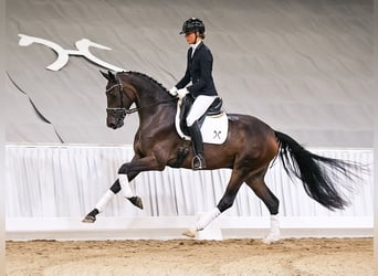 Hannover, Castrone, 4 Anni, 171 cm, Baio